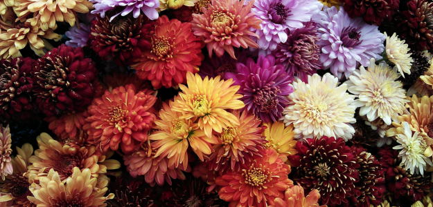 Floristería Mayoral